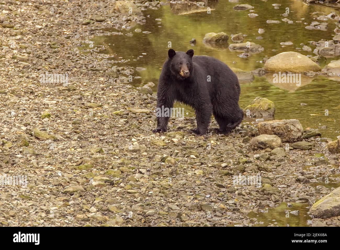 Kake, Alaska, USA.  Black Bear walking by a stream. Stock Photo