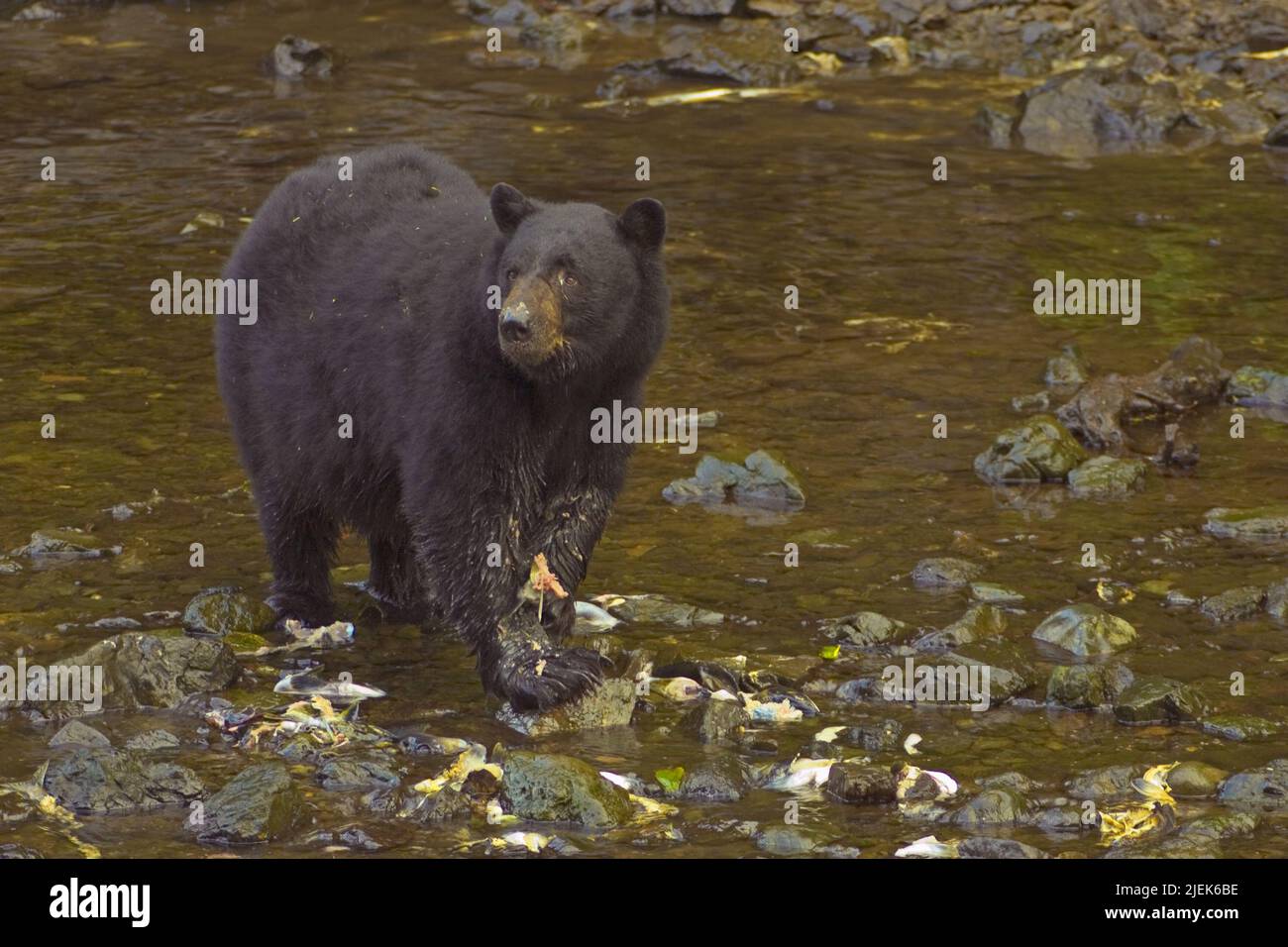 Black bear eating salmon in stream near the hatchery, with lots of