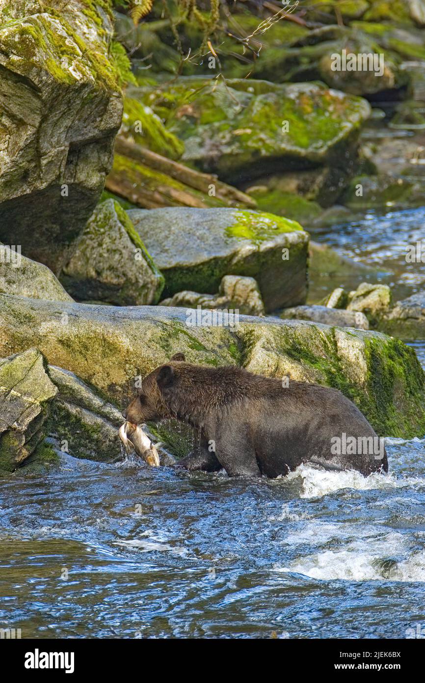Anan Creek, Alaska, USA. Brown bear carrying freshly caught salmon in ...