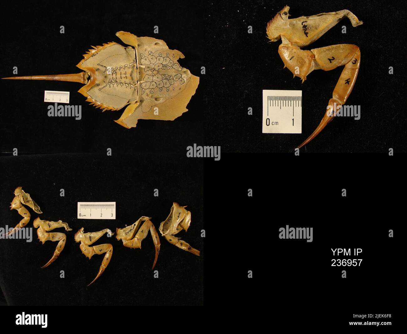 Limulus polyphemus (Linnaeus, 1758 Stock Photo Alamy