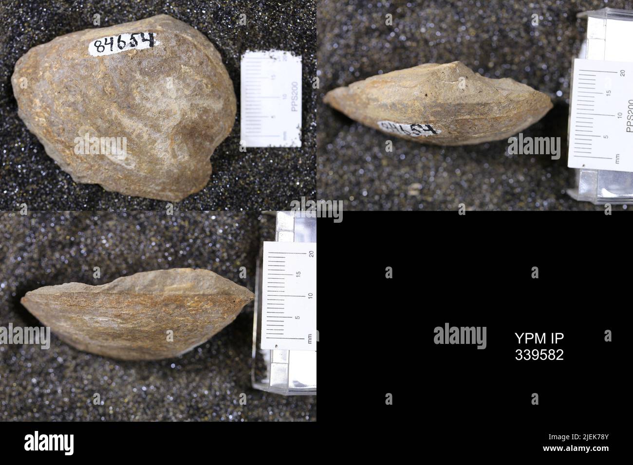 Mactra hires stock photography and images Alamy