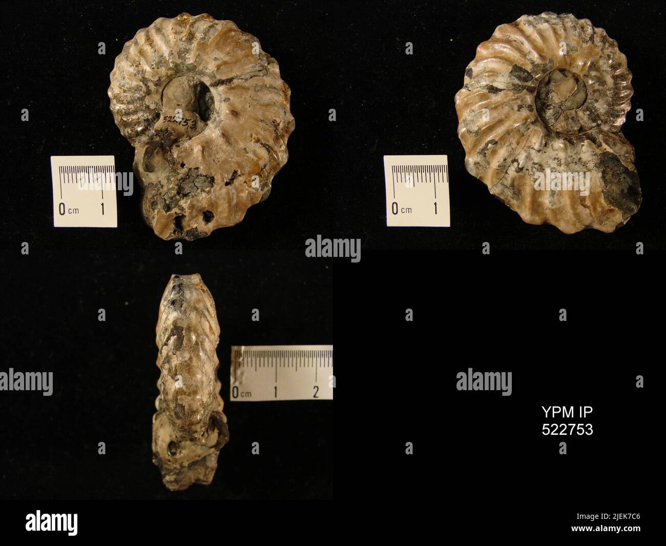 1878 paleontology hi-res stock photography and images - Alamy