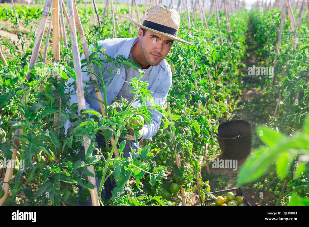 Farmer harvesting crop of underripe tomatoes in garden Stock Photo - Alamy