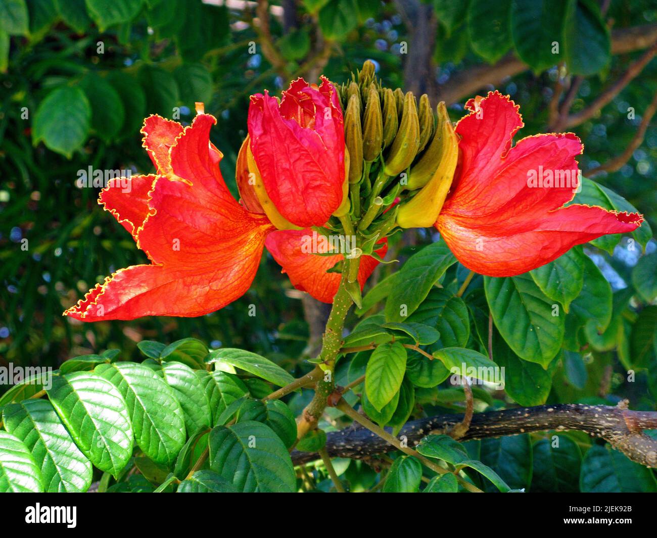Blossoms of a Flamboyant, Flame Tree (Delonix regia), Puerto Rico, Grand Canary, Canary islands, Spain, Europe Stock Photo