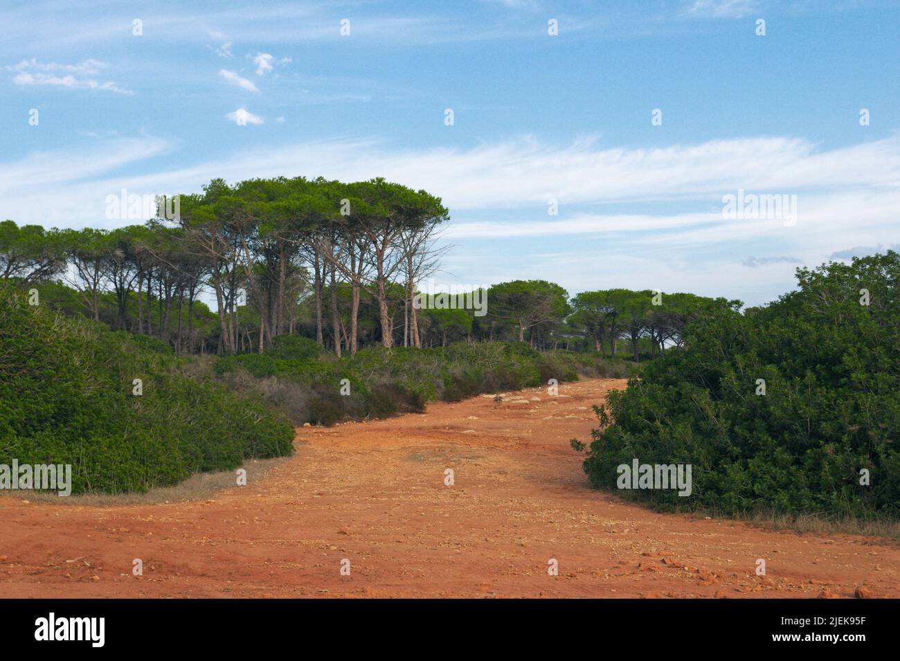 typical mediterranean vegetation at Le Bombarde beach, Alghero, Sardinia Stock Photo