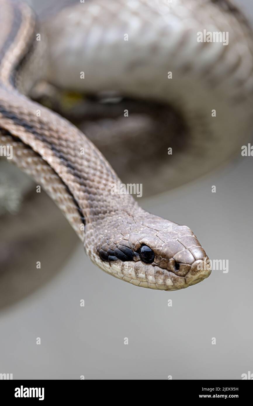 Four-lined Snake Stock Photo