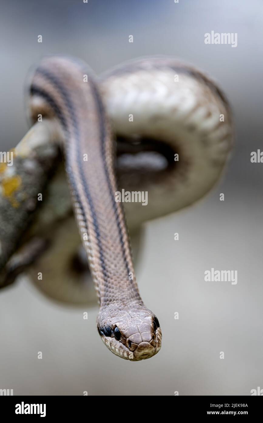 Four-lined Snake Stock Photo