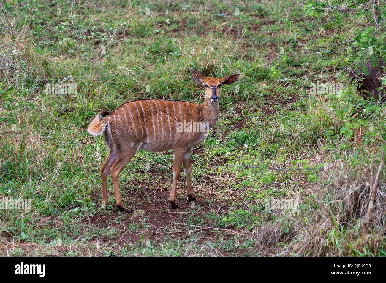 Fmalesgreater kudu (Tragelaphus strepsiceros) in Zimanga Private Reserve, South Africa. Stock Photo