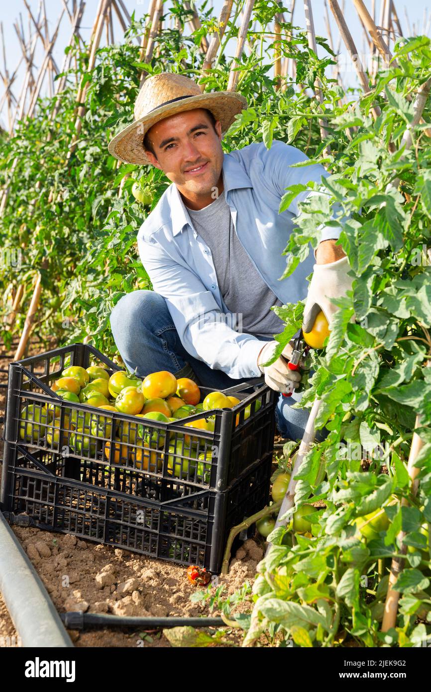 Underripe tomatoes hi-res stock photography and images - Alamy