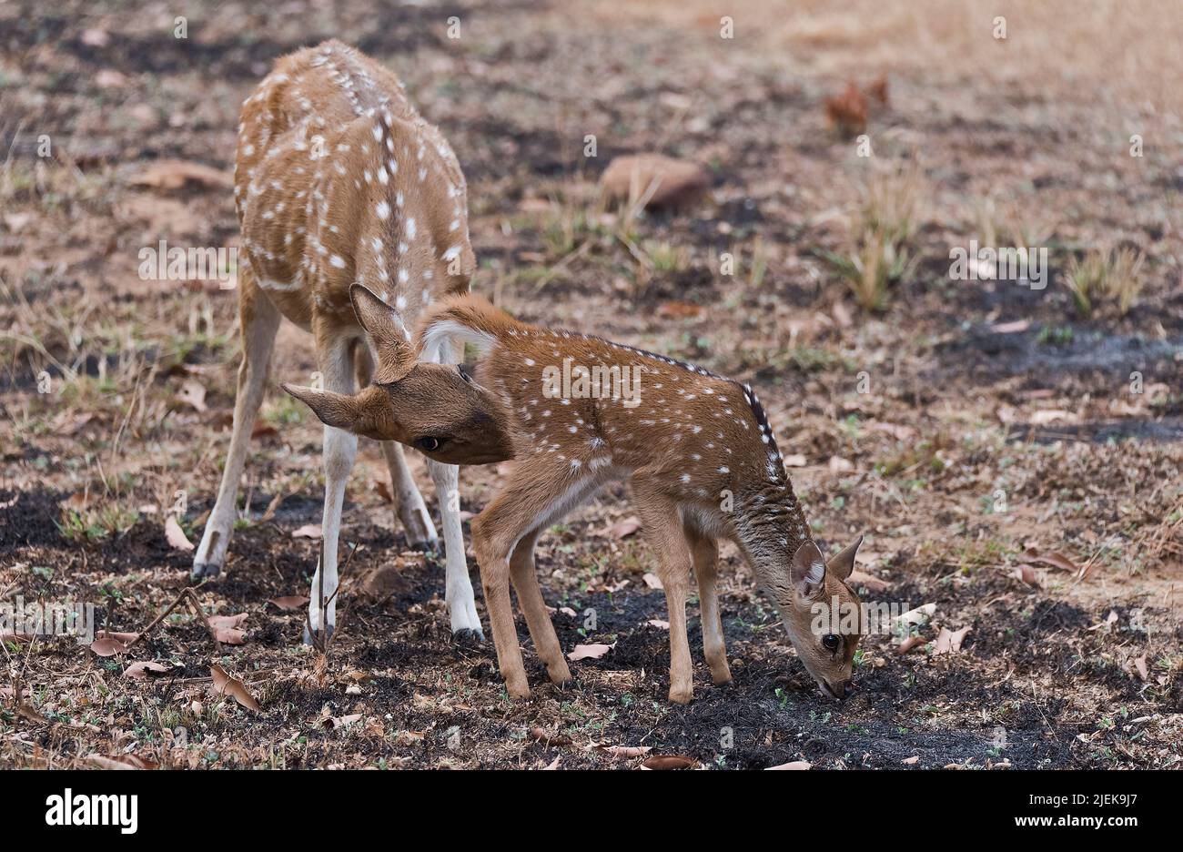 Deer reproduction hi-res stock photography and images - Page 3 - Alamy