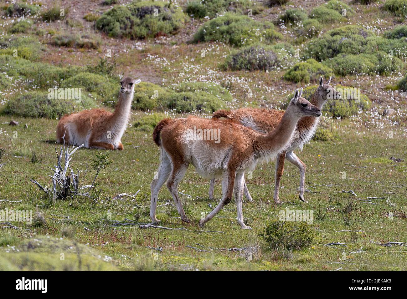 Guanacos (Lama guanicoe) from Torres del Paine National Park, southern Chile. Stock Photo