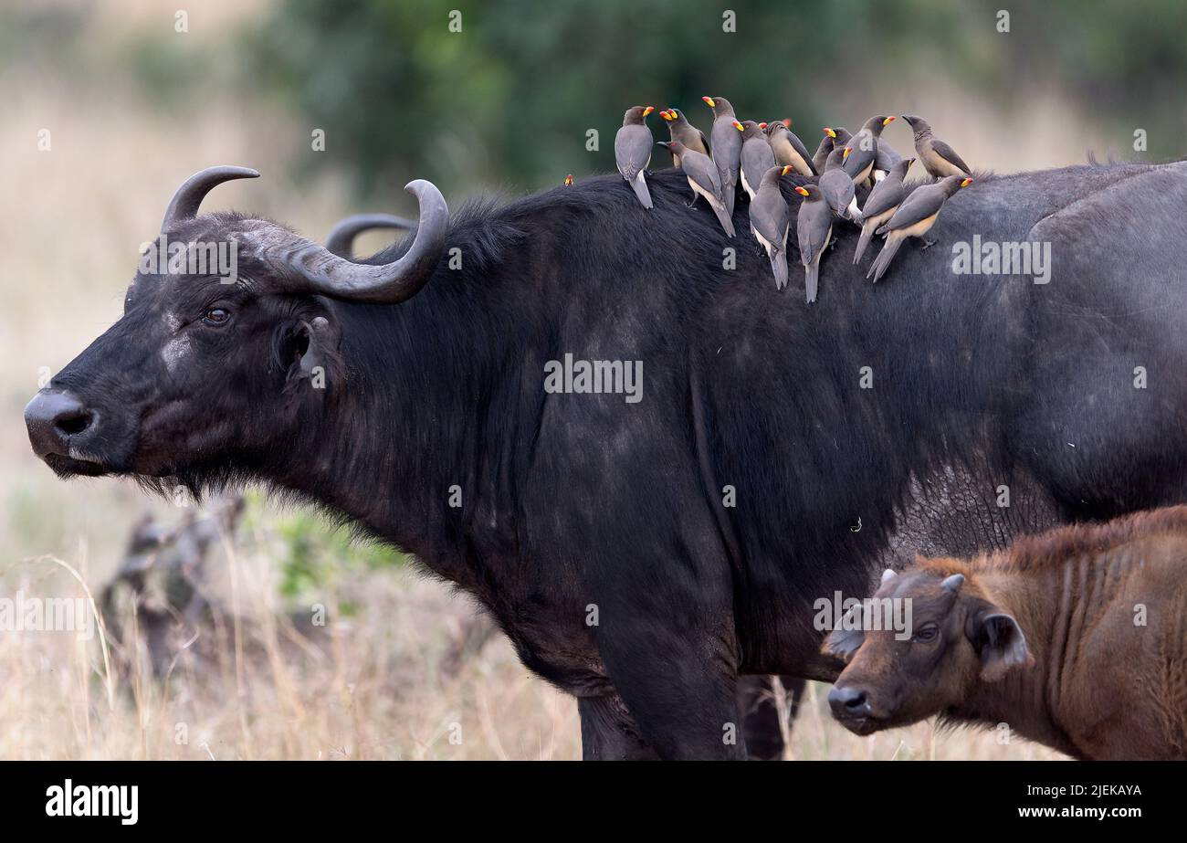 Mother and calf African buffalo (Syncerus caffer) with a large flock of yellow-billed oxpeckers (Buphagus africanus) gathering on the mother's back. P Stock Photo