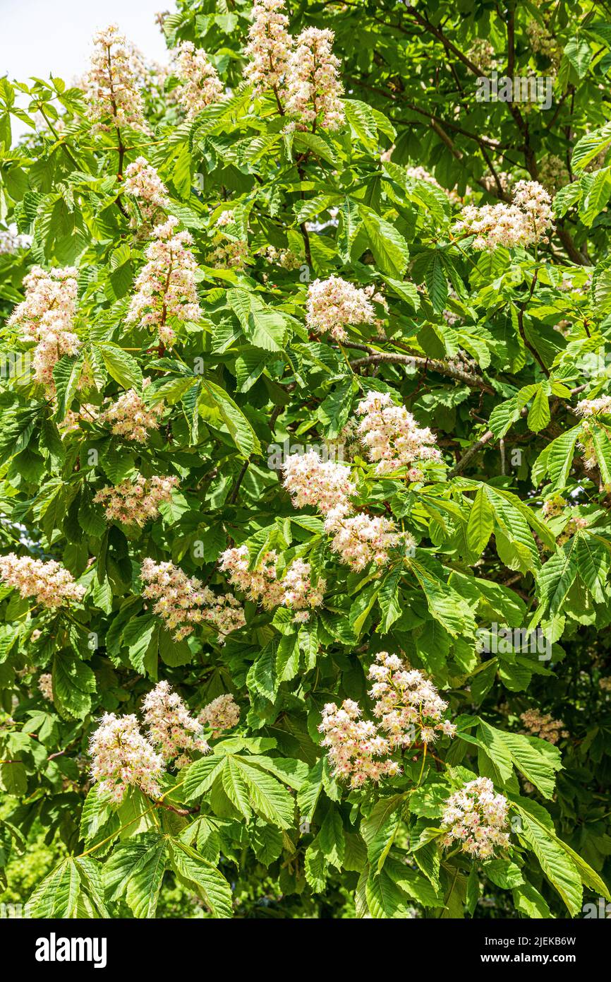 A Horse Chestnut tree (Aesculus hippocastanum) in blossom in Kiel, Schleswig-Holstein, Germany Stock Photo