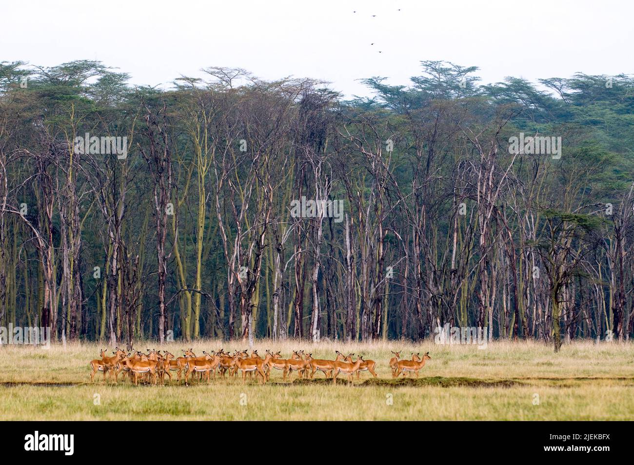 Big herd of Impala anteloped (Aepyceros melampus) in front of the forest of Fever Trees (Acasia xanthophloea) at Lake Nakuru, Kenya. Stock Photo