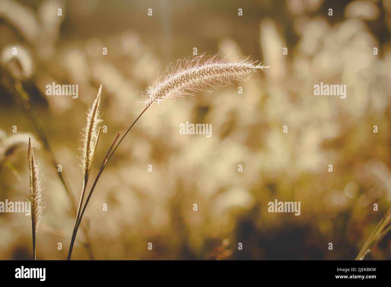 Grass flowers with golden sunlight are beautiful in the morning and evening Stock Photo Alamy