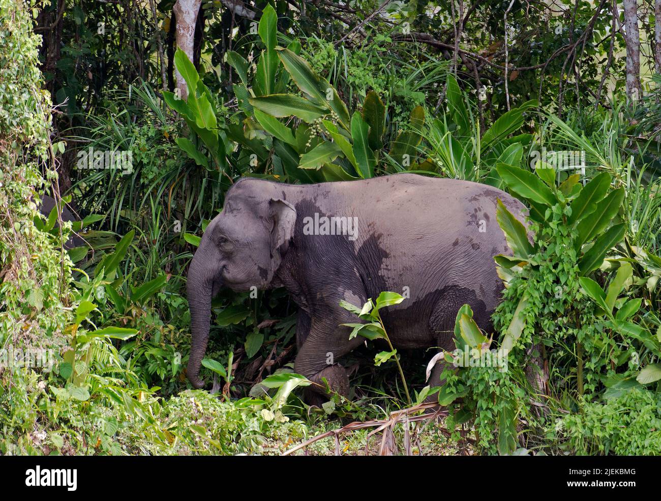 Borneo pygmy elephant (Elephas maximus borneensis) from Kinabatangan