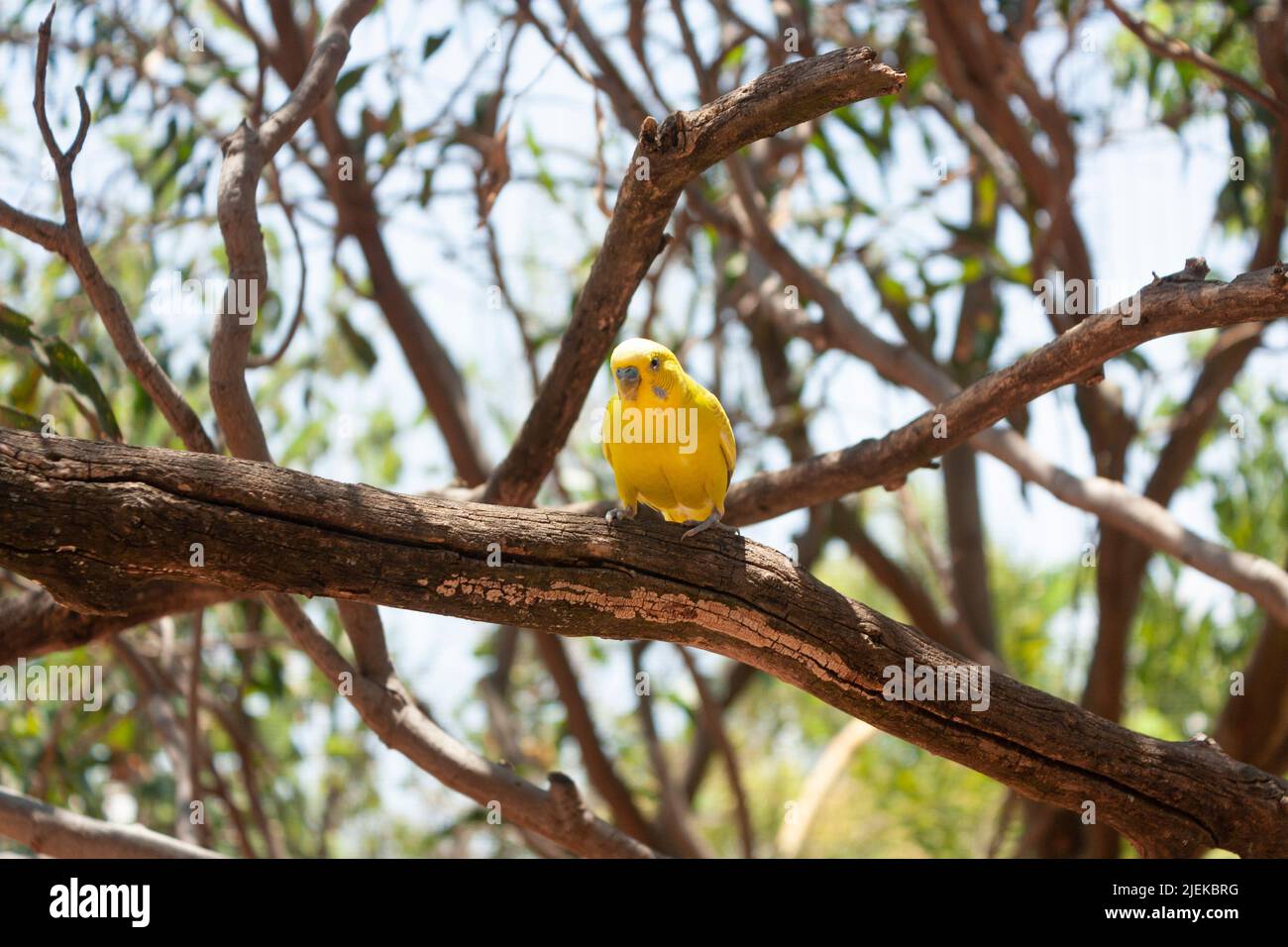 bird Australian Parakeet scientific name Melopsittacus undulatus on top of a branch looking at the camera yellow body Stock Photo