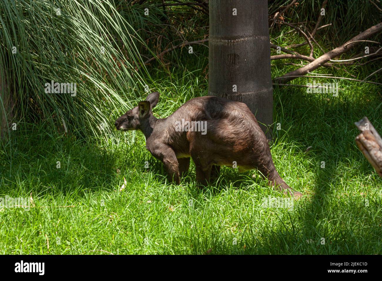 Red kangaroo: scientific name Macropus Rufus in wild life inhabits Australia is a herbivorous mammal standing among the grass Stock Photo