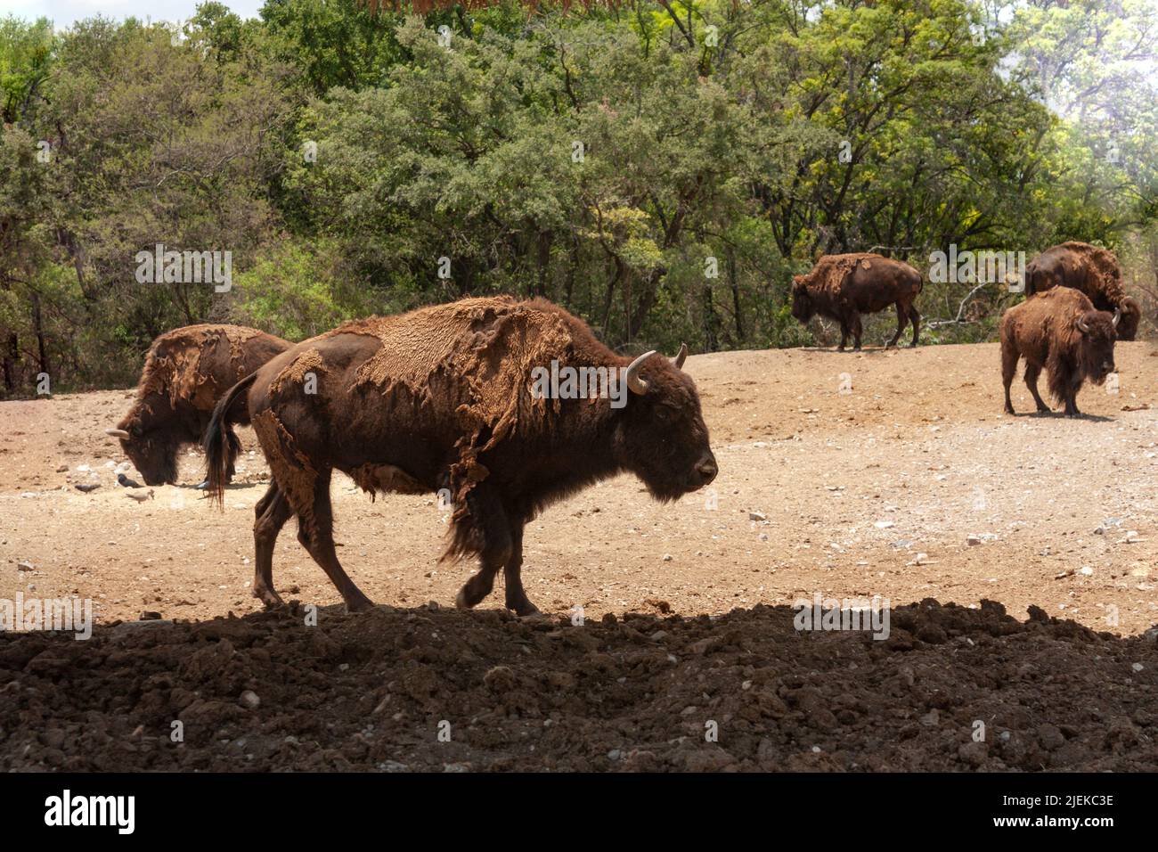 American bison scientific name Bison bison herd mammal standing in with hooves and horns basking in the sun on prairie Stock Photo