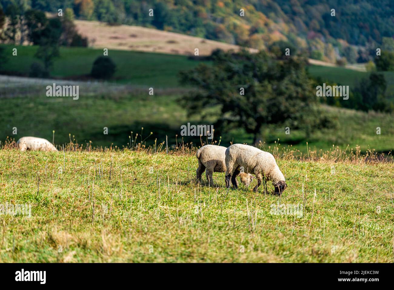 Rural countryside farm with sheep grazing on green grass hill pasture fall season in Blue Ridge mountains pastoral landscape in Blue Grass, Highland C Stock Photo