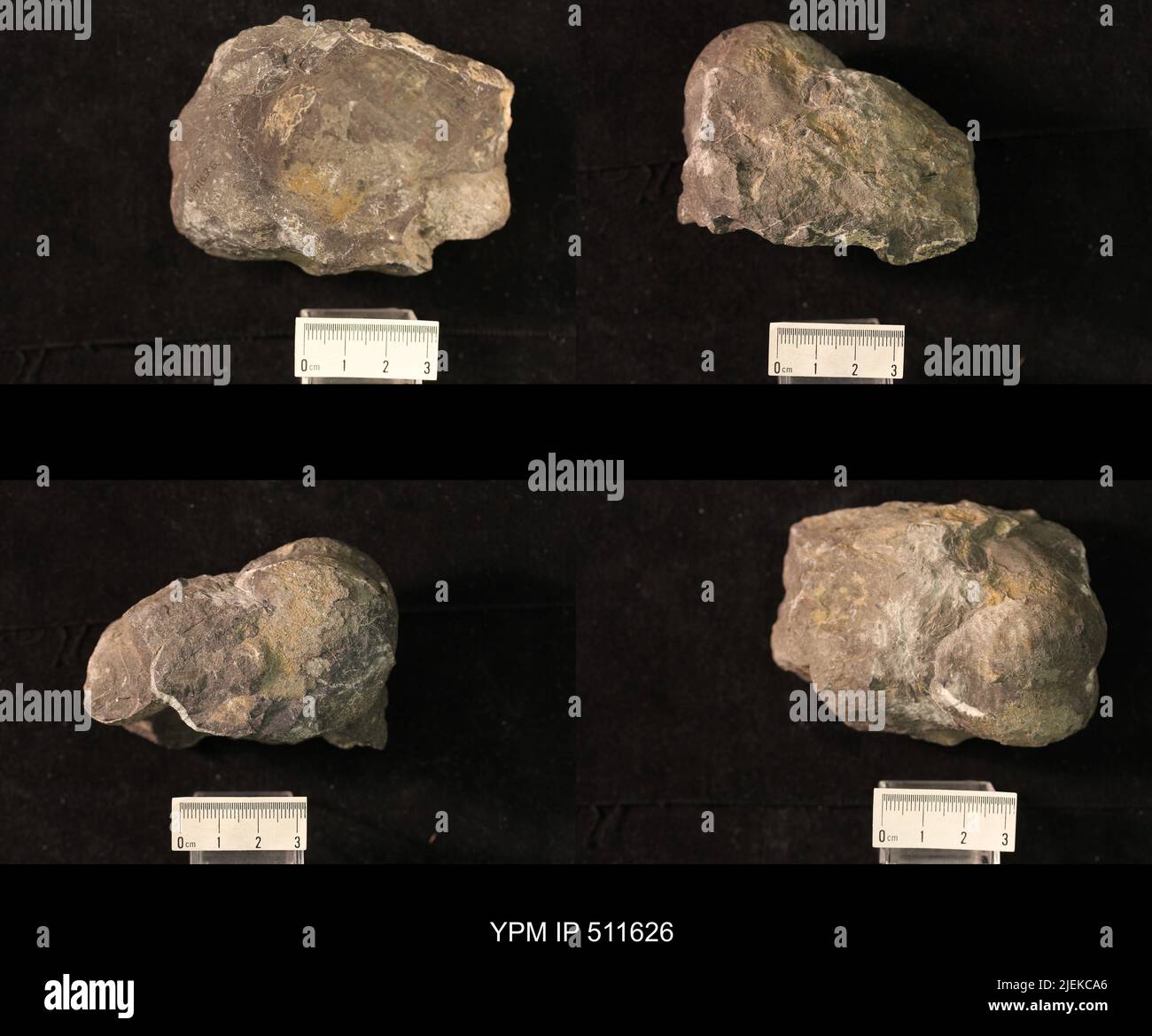 Pustula sp animalia hi-res stock photography and images - Alamy