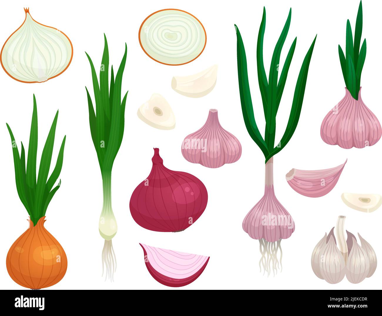 Garlic and onion veggies. Organic vegetables spice, isolated cartoon green onions, raw food ingredients slices. Fresh market, cooking racy vector Stock Vector