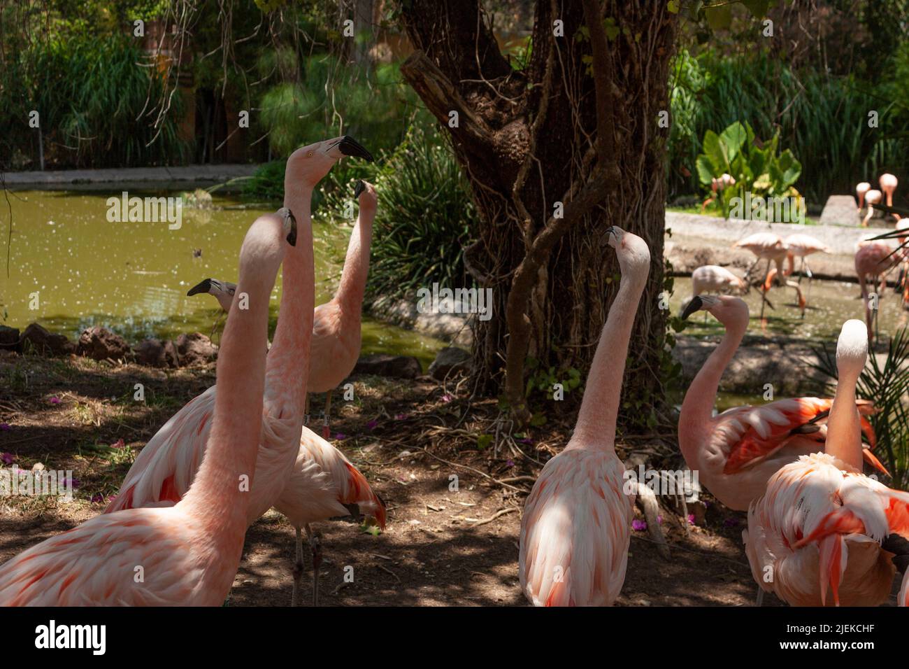 Flock of Flamingos under the shade of the trees scientific name: Phoenicopterus chileni exotic animal with pink feathers Stock Photo