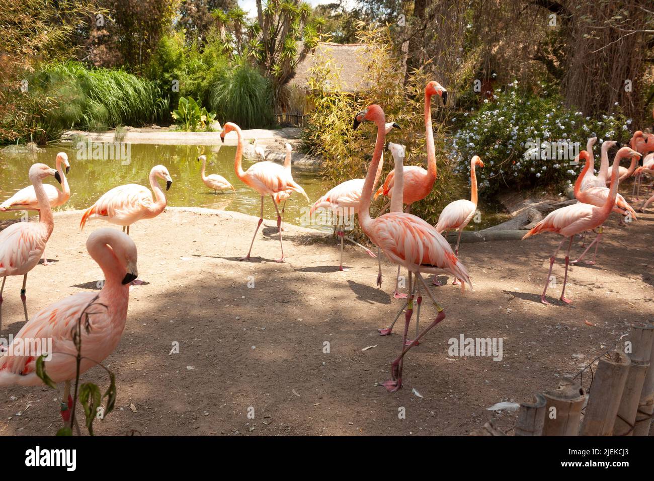 Flock of flamingos standing by the lake scientific name; Phoenicopterus chileni considered exotic animal Stock Photo