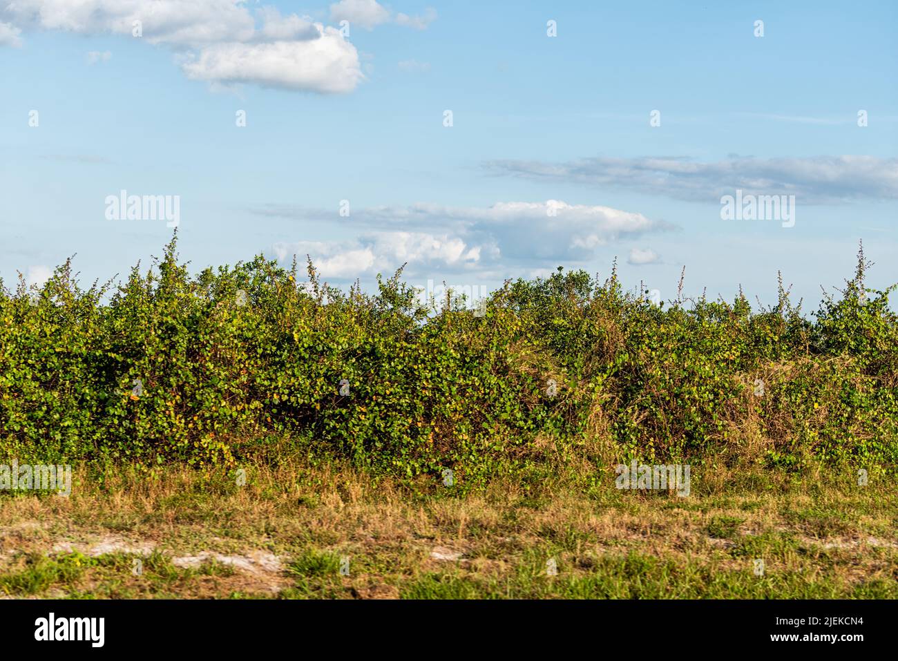 Southwest Florida farm agricultural field with grove of orange fruit trees crop near Ft Myers ready for harvest Stock Photo