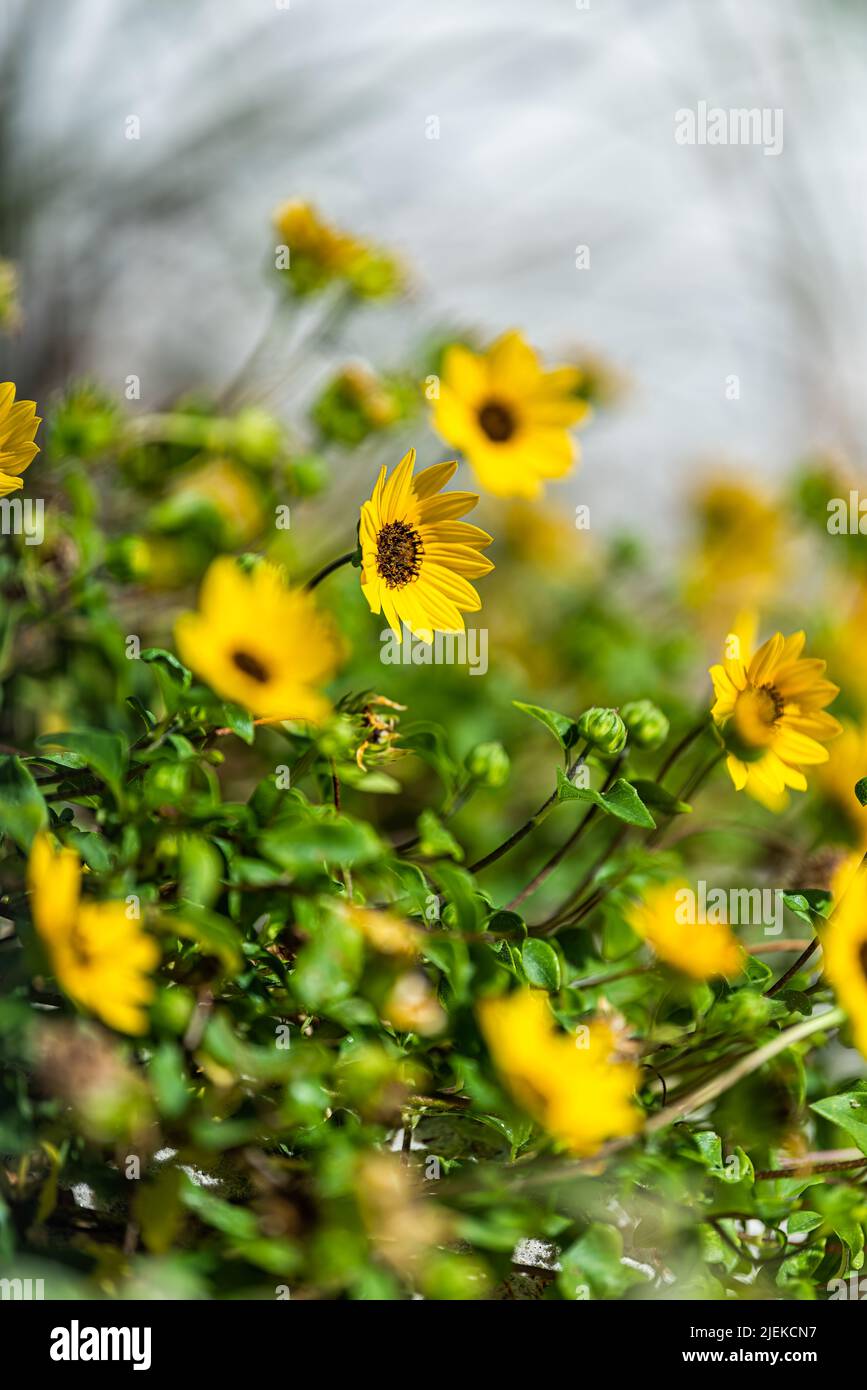 Yellow beach sunflowers plants at River to Sea Preserve in Marineland northern Florida by St Augustine on sunny day with bokeh background shallow dept Stock Photo