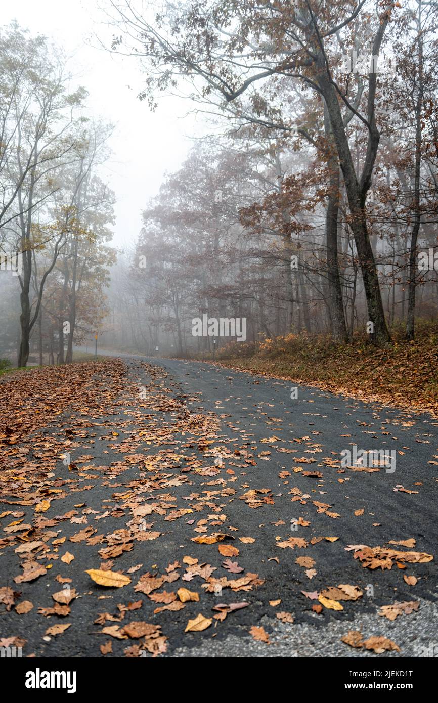 Vertical view of rural Blue Ridge mountain Grassy Ridge drive road covered in brown foliage trees fallen leaves in autumn fall season in Wintergreen R Stock Photo