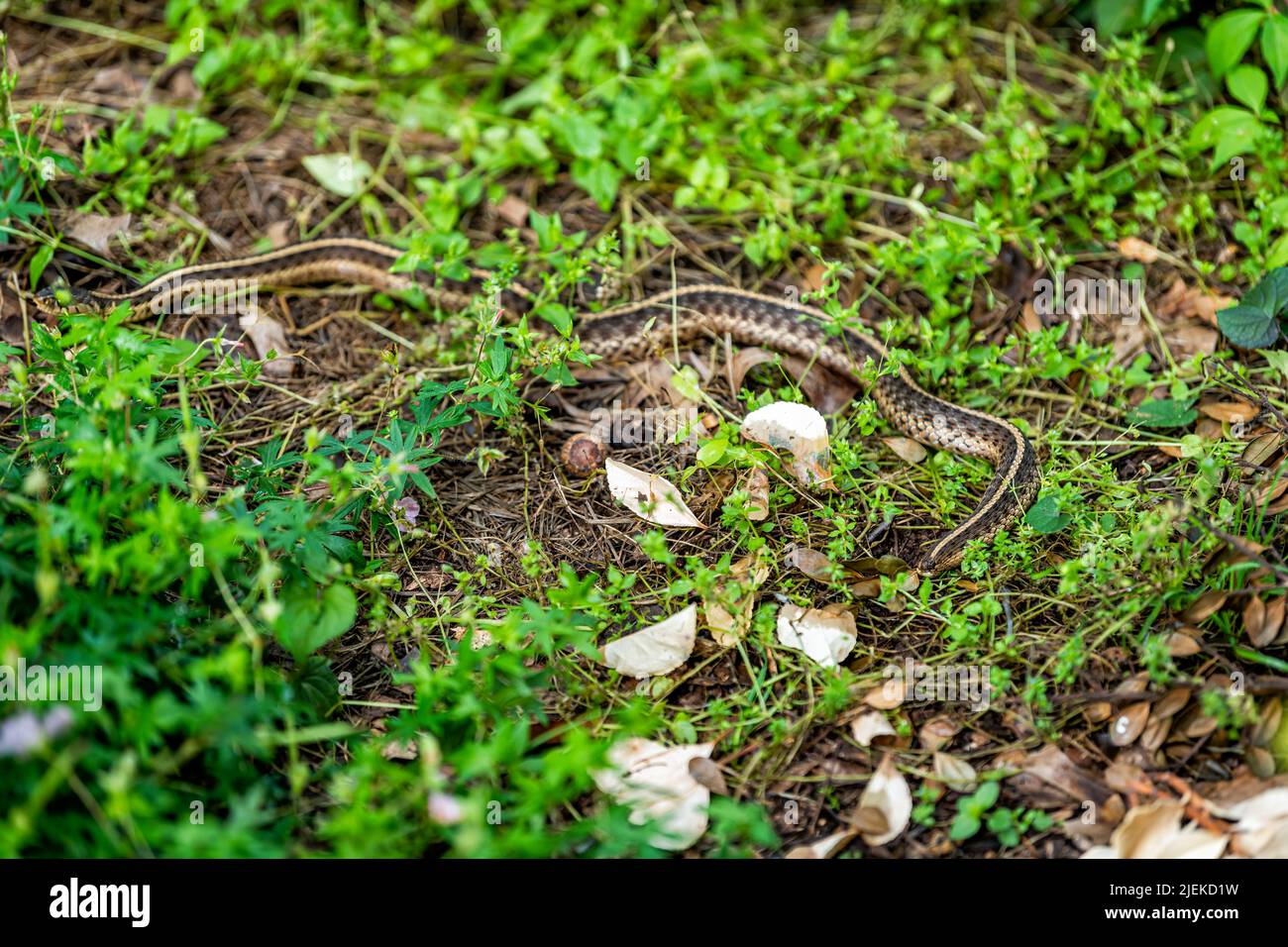 Closeup of small ribbon garter snake on house home garden dirt ground with foliage green leaves in summer of Virginia Stock Photo