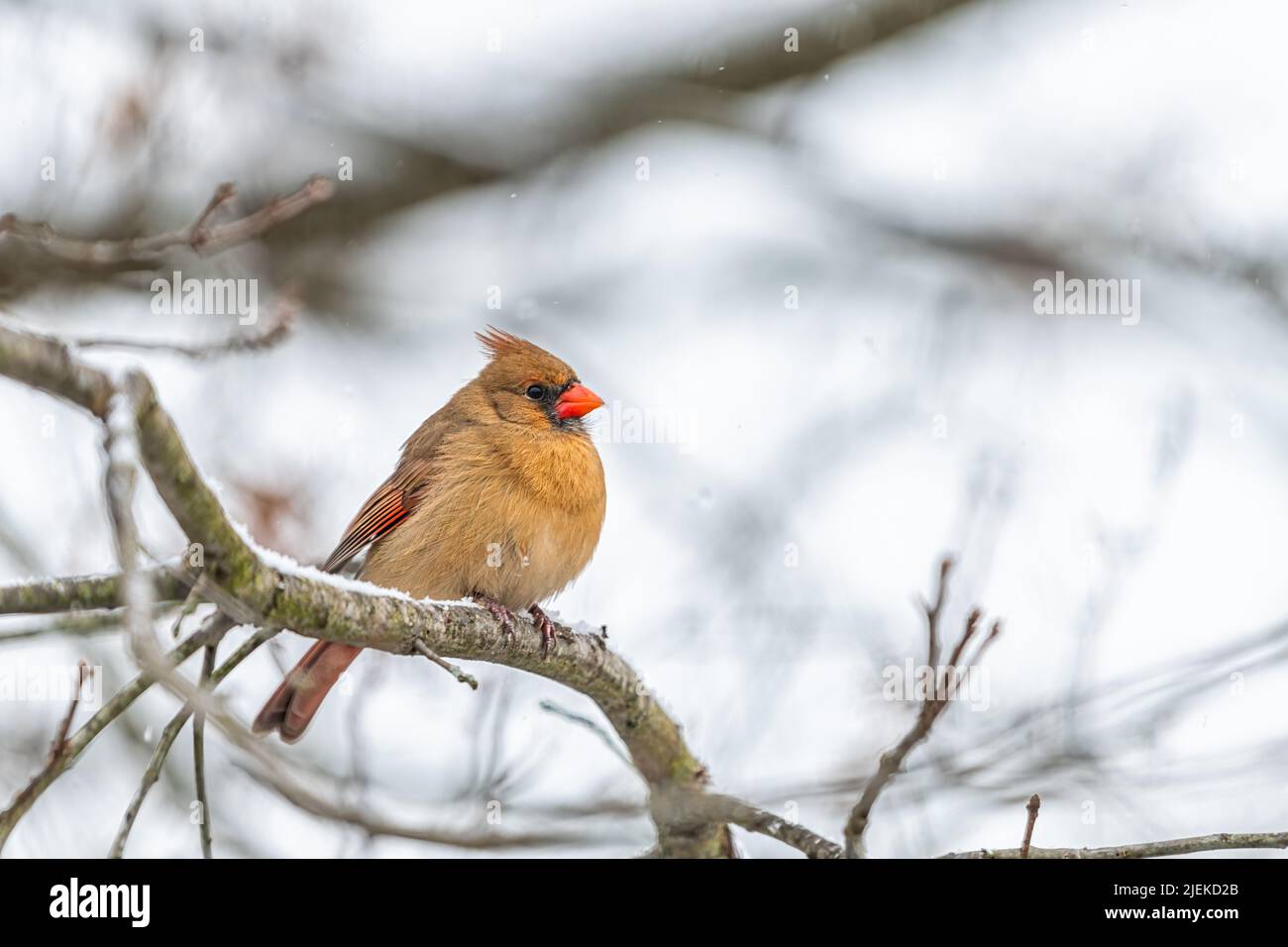 Female red northern cardinal Cardinalis bird perched on tree branch in winter snow in Virginia with blurry Christmas background Stock Photo