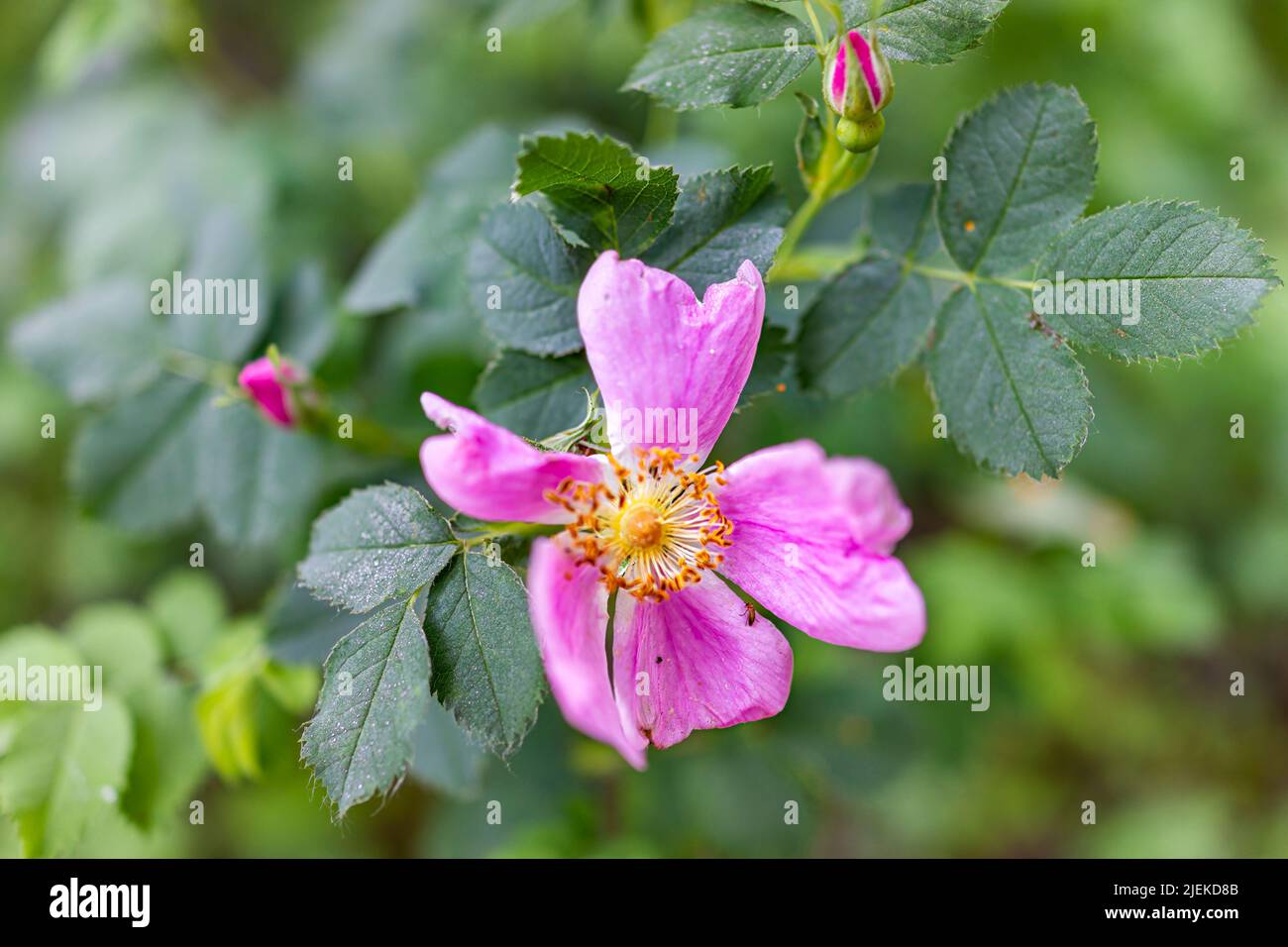 Wild Roses Colorado Rosa Woodsii Colorado