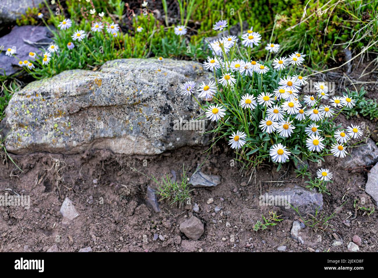 Alpine daisy flowers on rocks soil ground on Snowmass Lake hike trail in Colorado in National Forest park mountains looking down above view Stock Photo