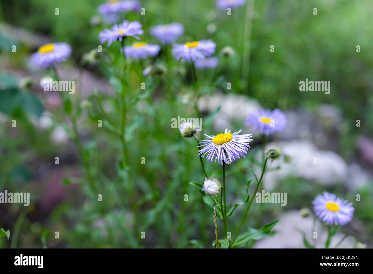 Wild lilac purple alpine daisy fleabane wildflowers closeup macro in forest on Snowmass Lake hike trail in Colorado in National Forest park mountains Stock Photo