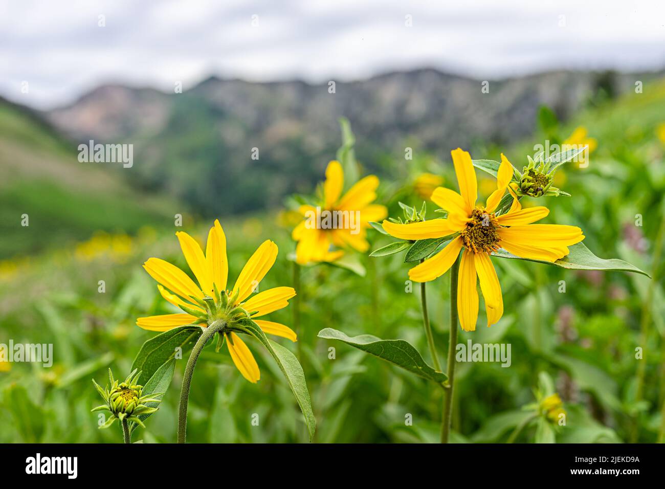 Albion Basin, Utah meadows trail in wildflowers season festival in Wasatch mountains with macro closeup of many yellow Arnica sunflowers flowers and b Stock Photo