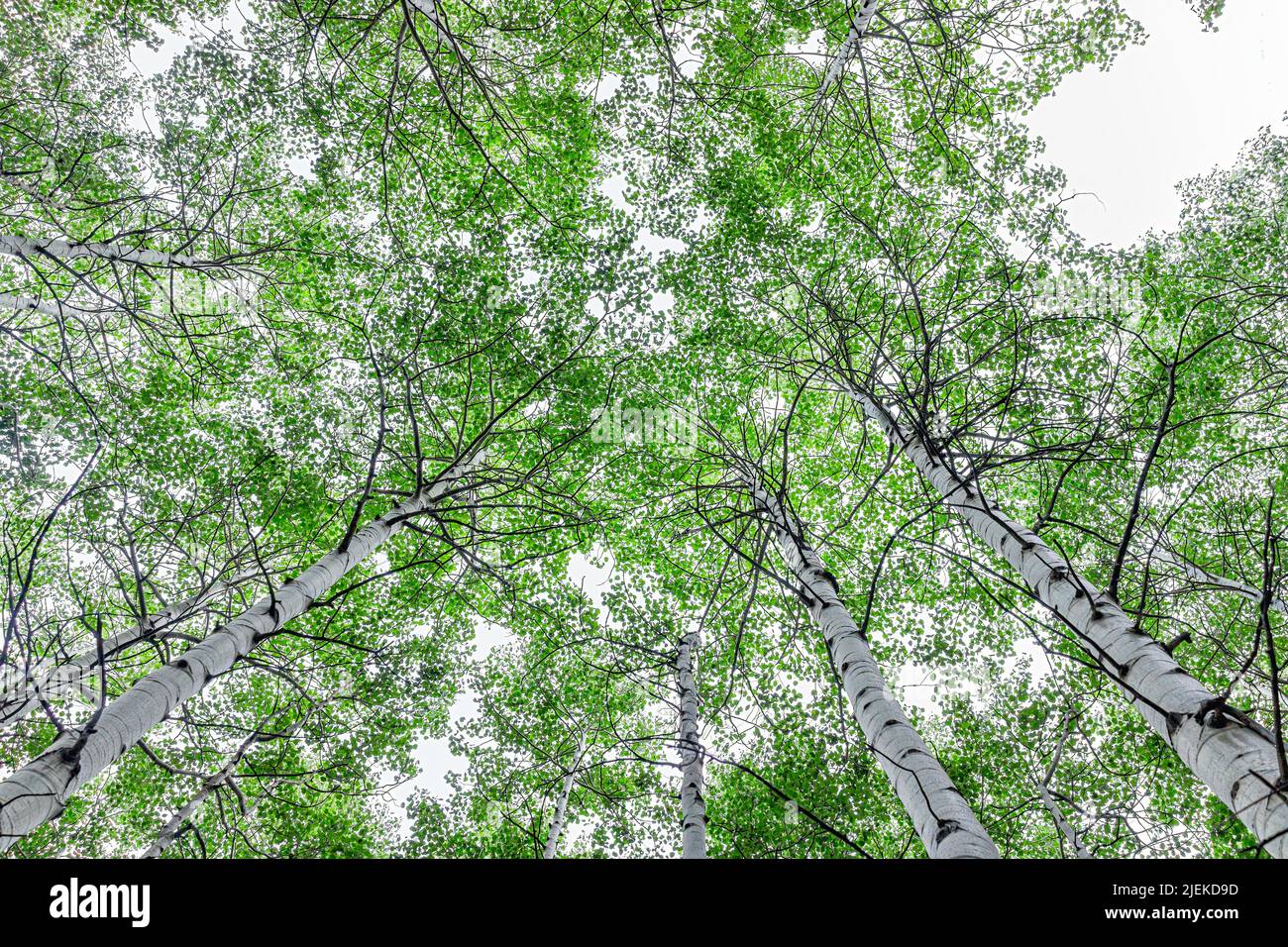 Looking up low angle view of aspen forest trees grove woods sky in lush green foliage summer on Snowmass Lake trail in Colorado national park mountain Stock Photo