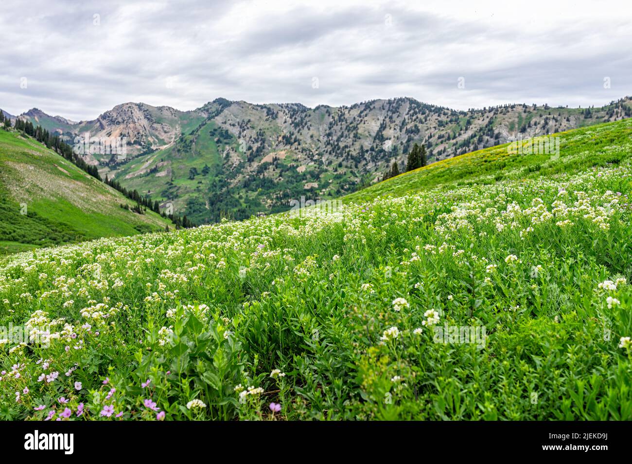 Albion Basin in Alta, Utah summer landscape view of meadows trail in wildflowers season in Wasatch mountains with many white Jacob's ladder flowers an Stock Photo
