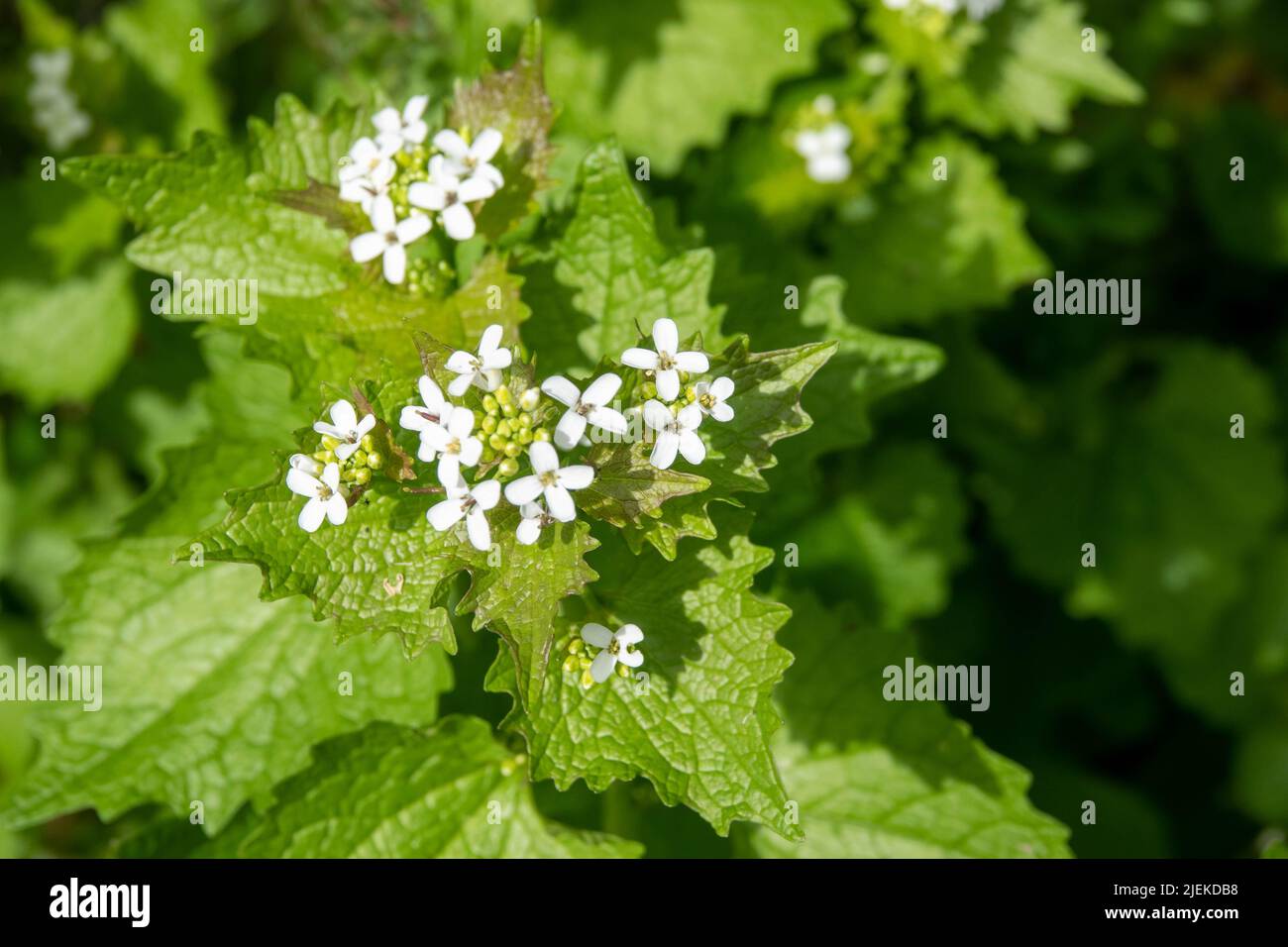 clusters of small white flowers and heart shaped leaves of garlic mustard plant also known as jack by the hedge Stock Photo