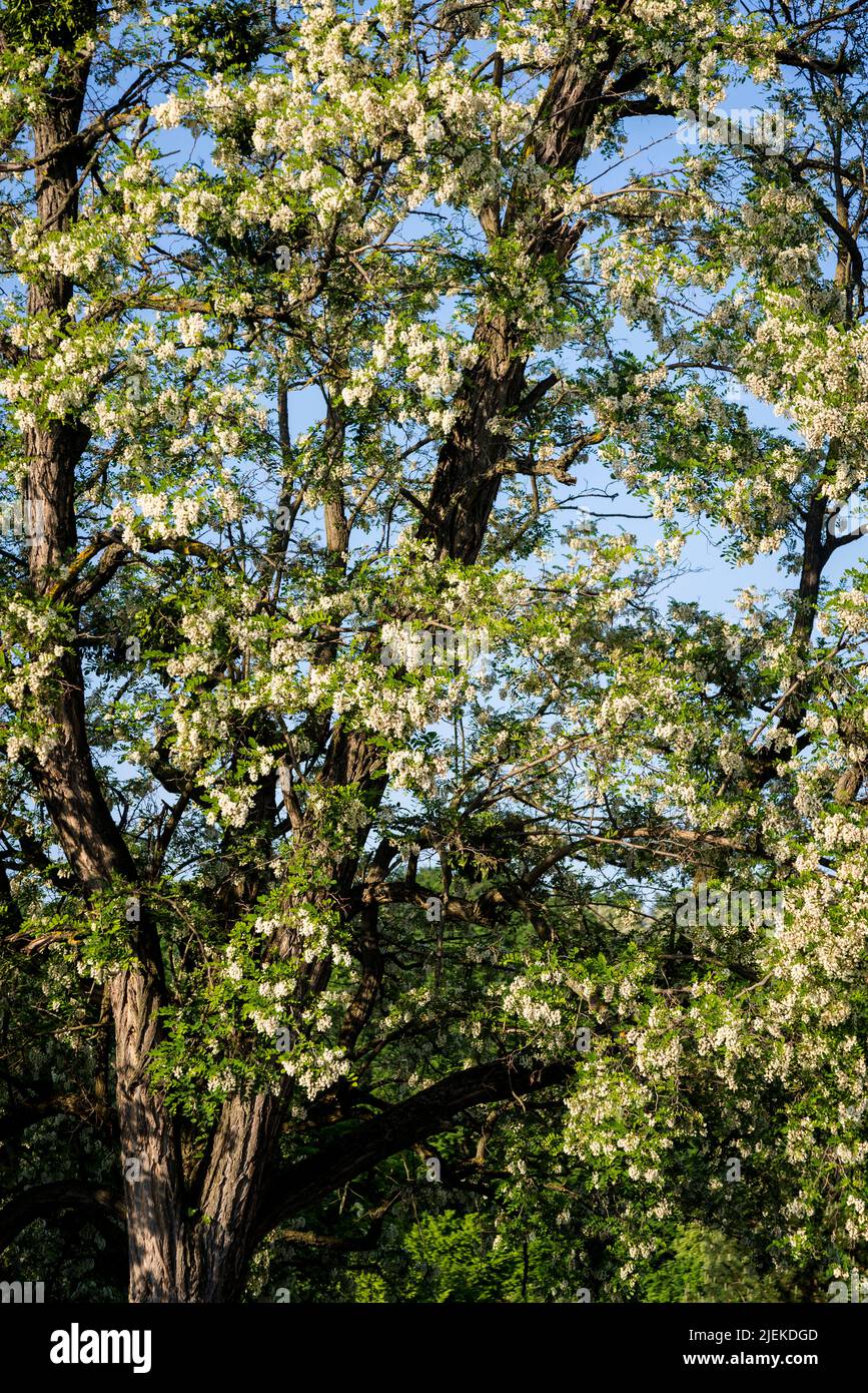 Tree with white blossom, Mirogoj Cemetery, Zagreb, Croatia Stock Photo