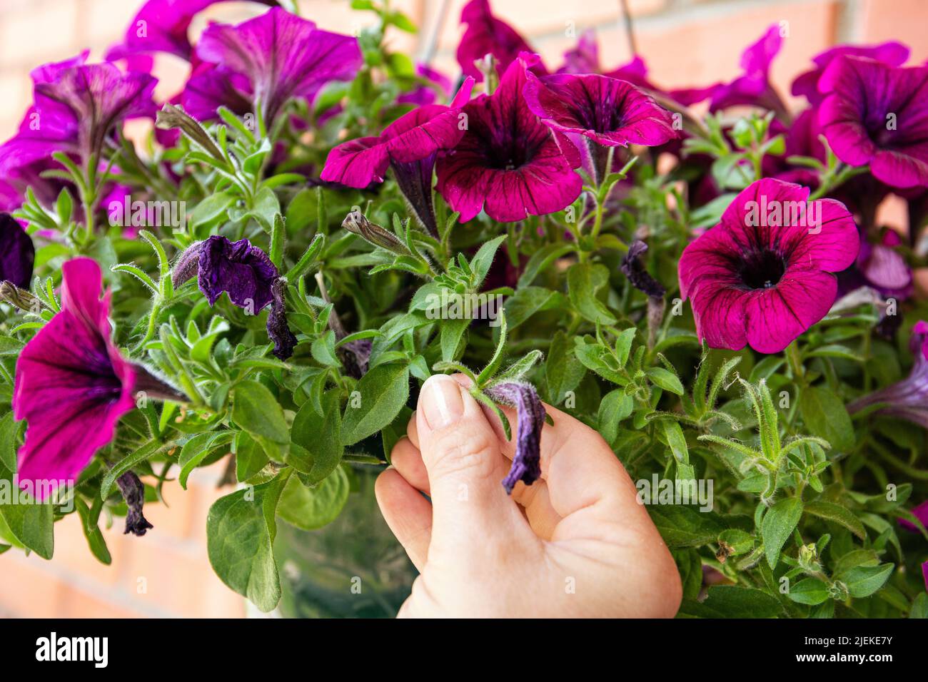 Pinch or cut away limp petunia flowers before they start seeding to encourage regrowth. Gardening hack concept. Stock Photo