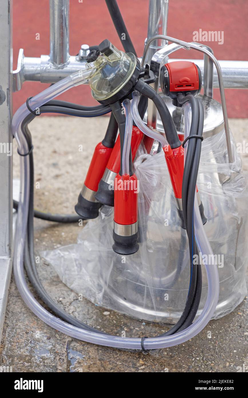 Cow Milking Device Dairy Farm Equipment Hoses Stock Photo