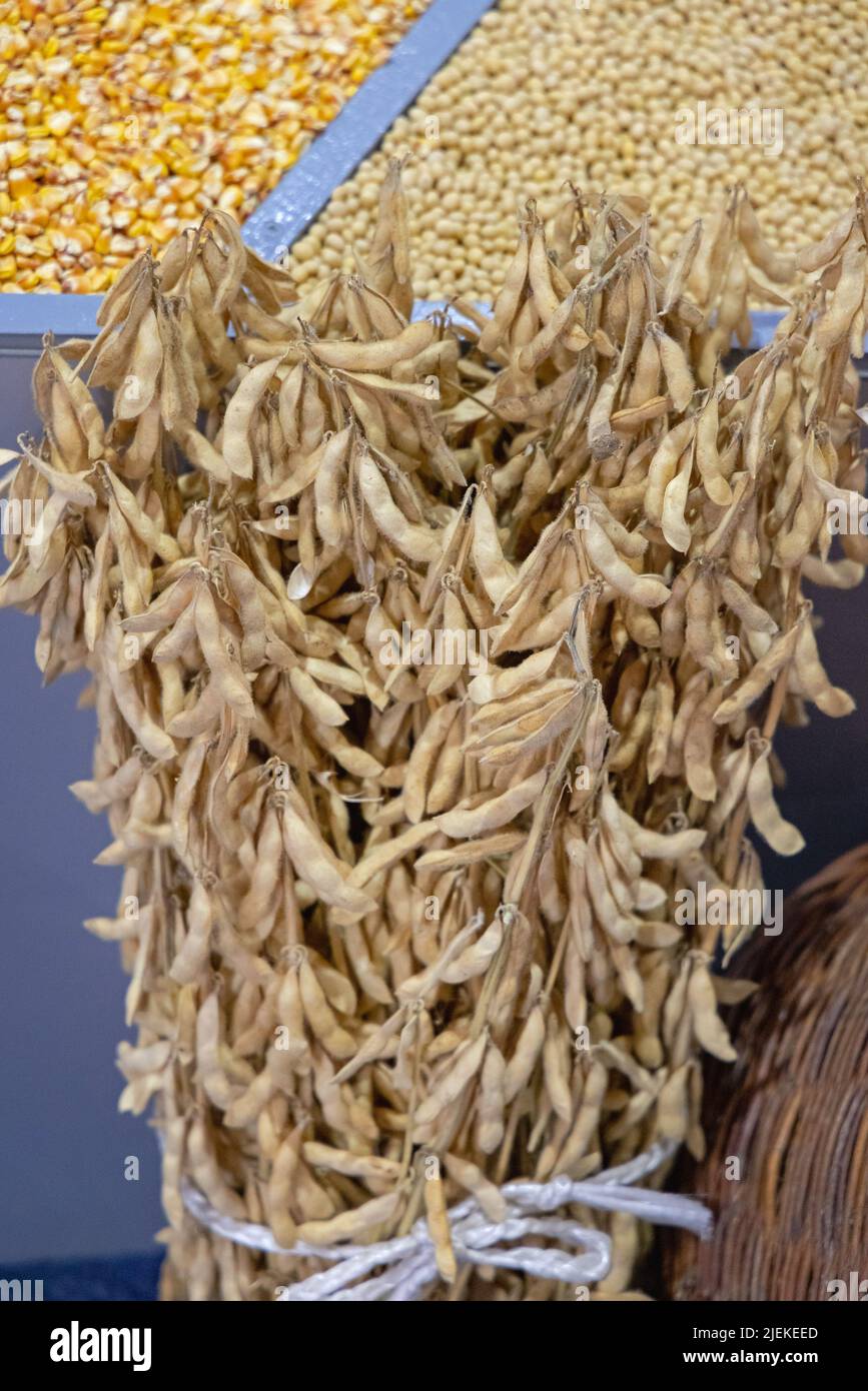 Soya bean production hi-res stock photography and images - Alamy