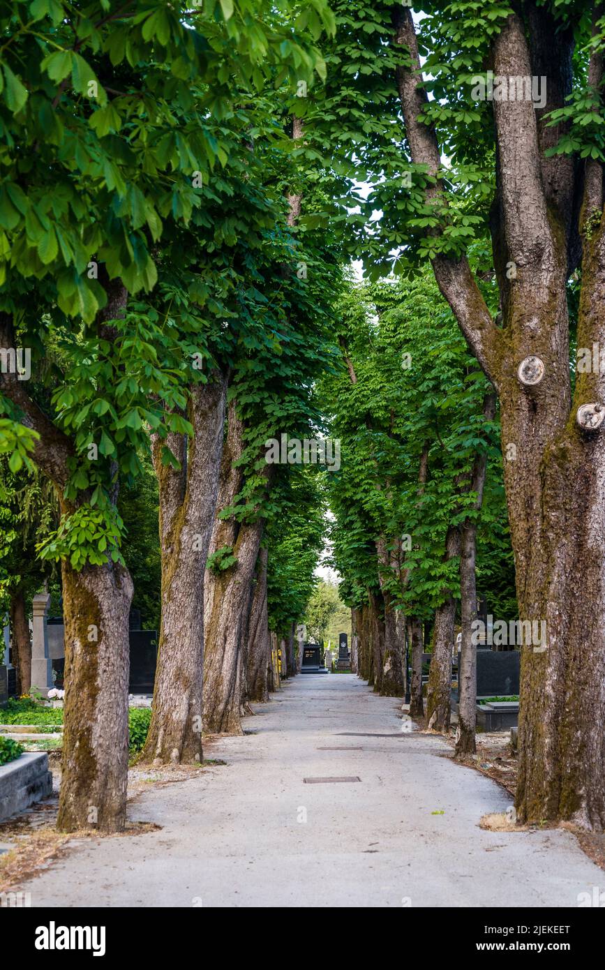 Tree avenue at Mirogoj Cemetery, a leafy and peaceful main city cemetery, Zagreb, Croatia Stock Photo