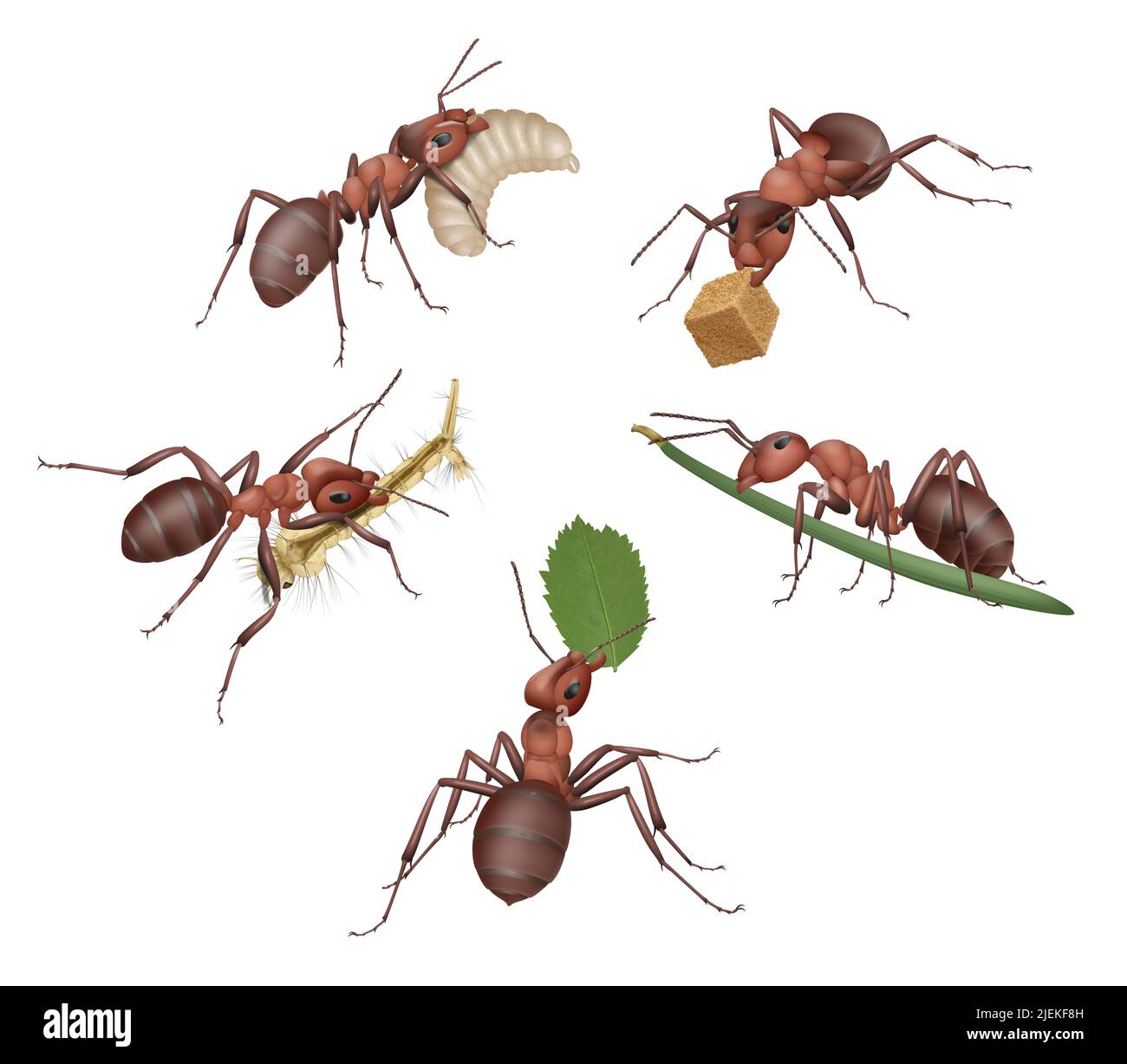 Brown ants holding food, larva, leaf Stock Photo