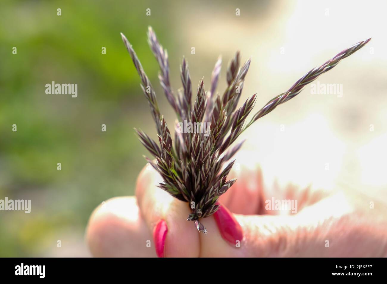 Touching the grass Stock Photo - Alamy