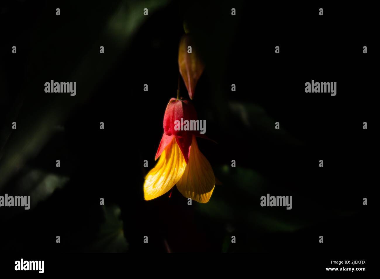 Hanging wild flower hi-res stock photography and images - Alamy