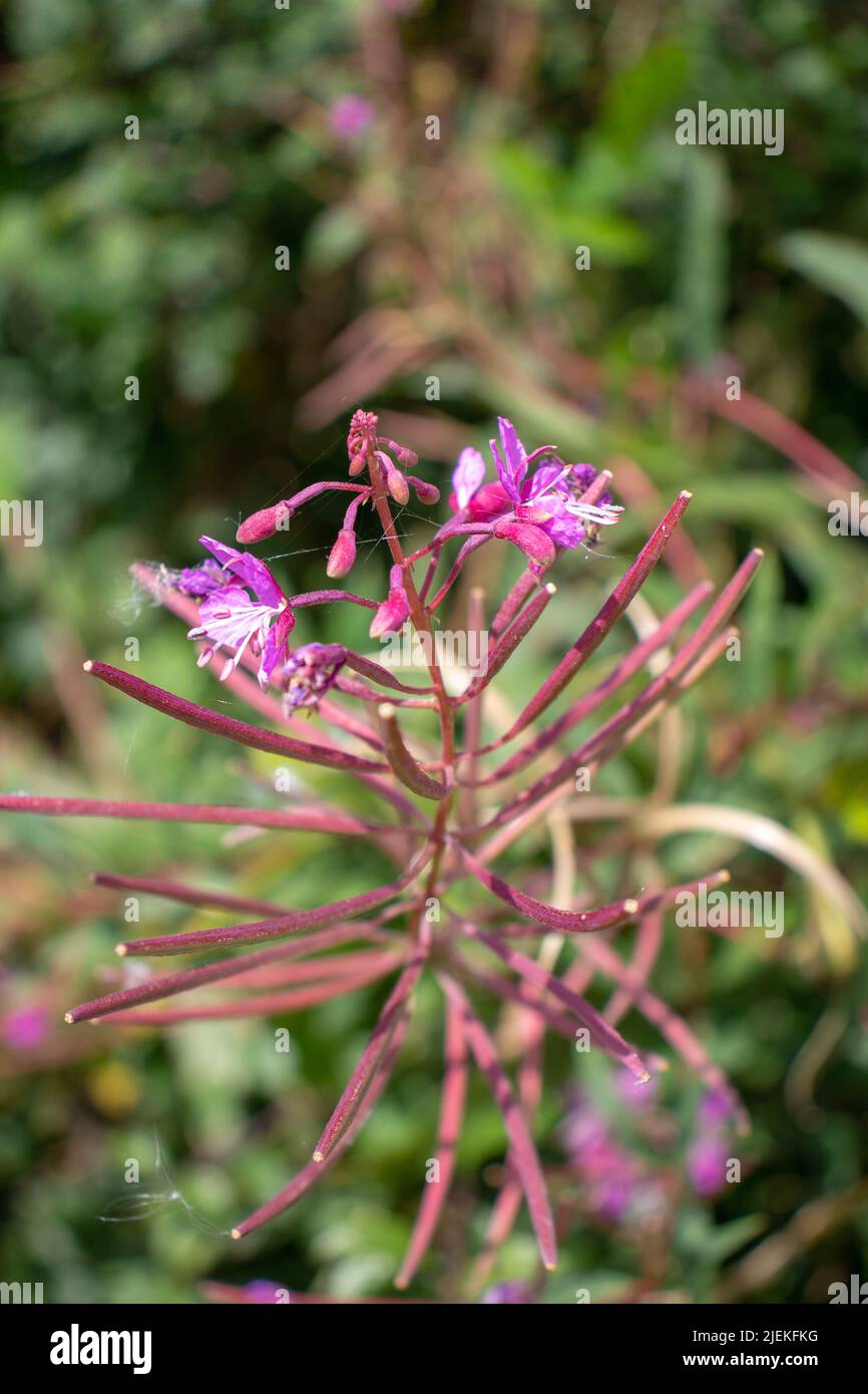 rosebay willowherb or fireweed (Chamerion angustifolium) flowers isolated on a natural green background Stock Photo