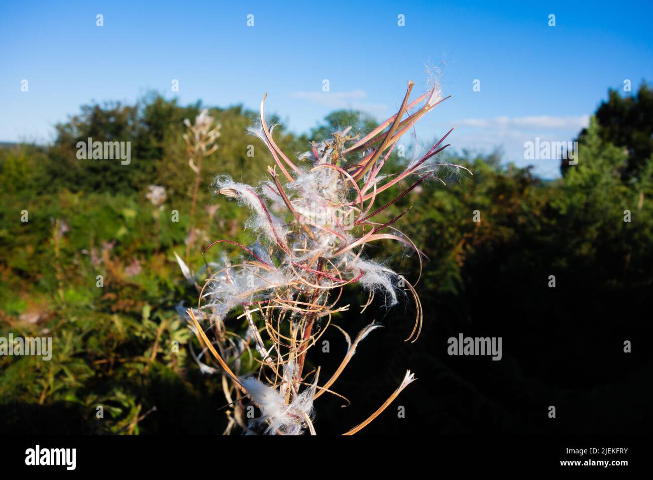 rosebay willowherb seed head with green trees and clear blue sky in the background Stock Photo